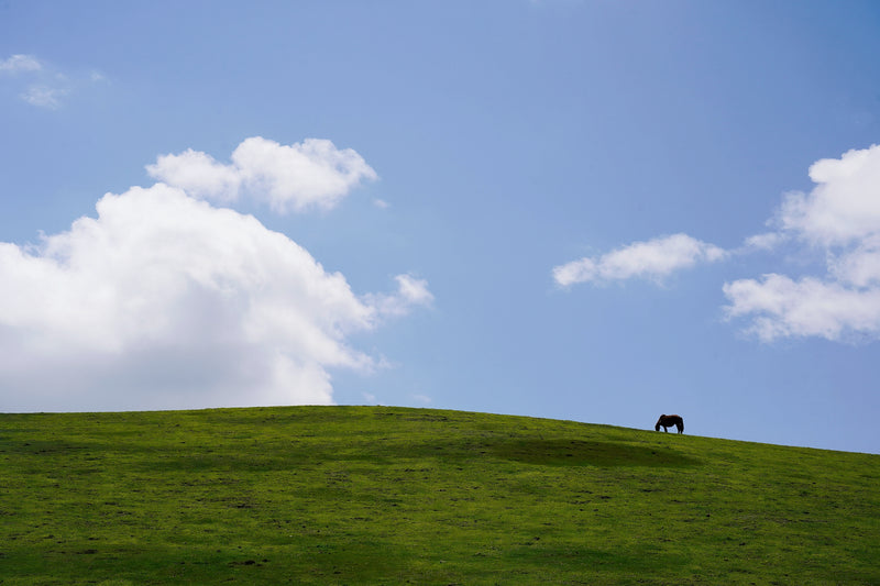 A Lone Horse