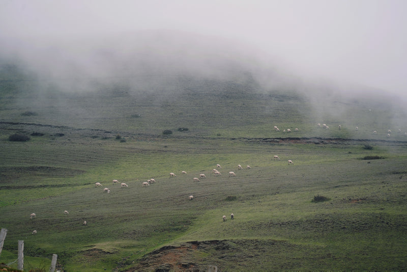 Alpine Meadow